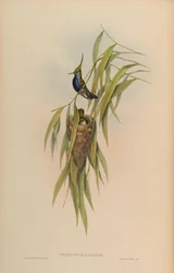 Cephallepis delalandii = Stephanoxis lalandi lalandi